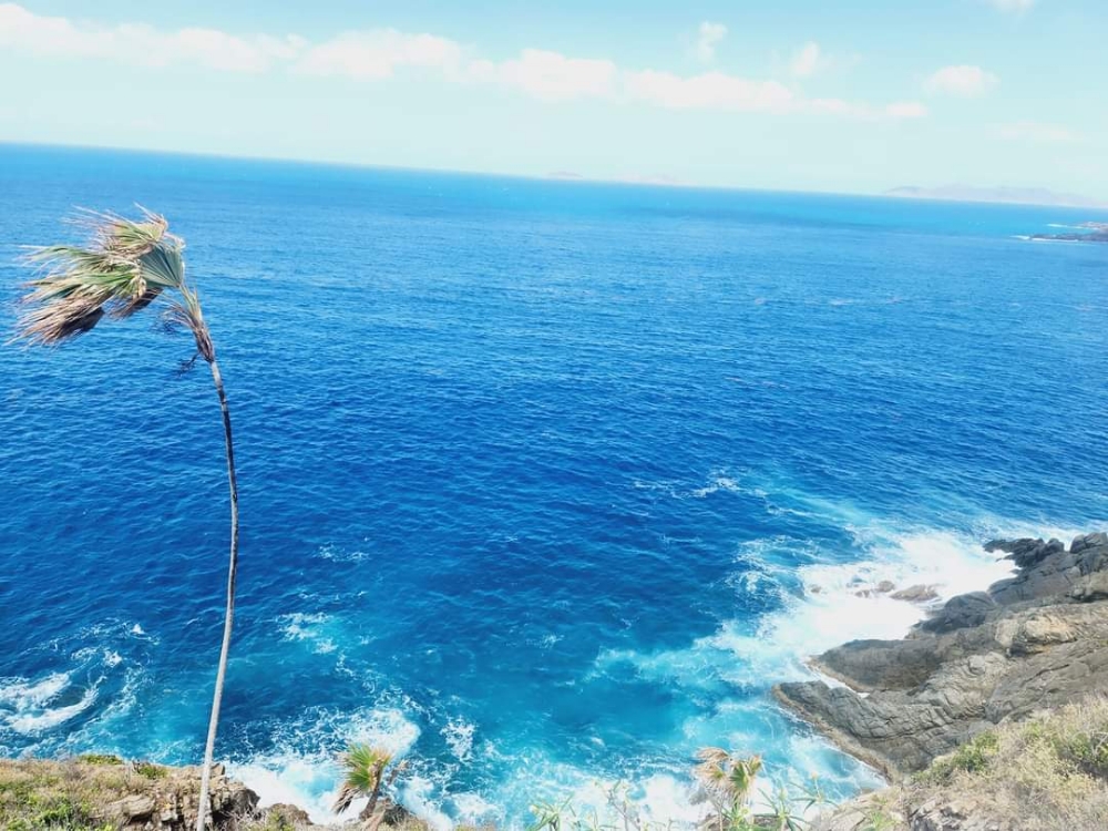 USVI cliffside palm over the deep blue Caribbean